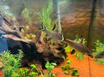 Complete Juwel  hoekaquarium 190 liter, Dieren en Toebehoren, Vissen | Aquaria en Toebehoren, Ophalen, Gebruikt, Gevuld zoetwateraquarium