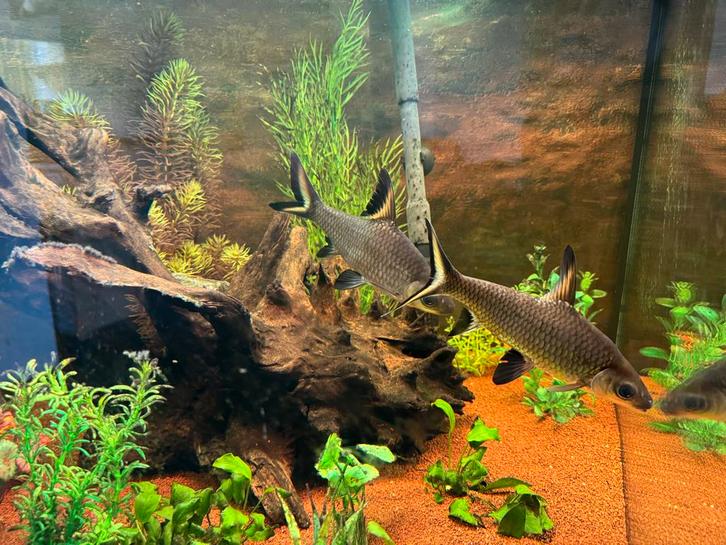 Complete Juwel  hoekaquarium 190 liter, Dieren en Toebehoren, Vissen | Aquaria en Toebehoren, Gebruikt, Gevuld zoetwateraquarium