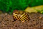 Neritina natalensis - Big Line Zebra slak - Koidream Valburg, Slak of Weekdier, Zoetwatervis