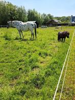Stalling pony/paard beschikbaar, Weidegang