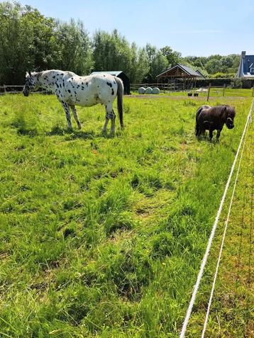 Stalling pony/paard beschikbaar beschikbaar voor biedingen