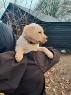 Lieve enthousiaste labrador pups, Dieren en Toebehoren, Honden | Retrievers, Spaniëls en Waterhonden, Rabiës (hondsdolheid), 8 tot 15 weken