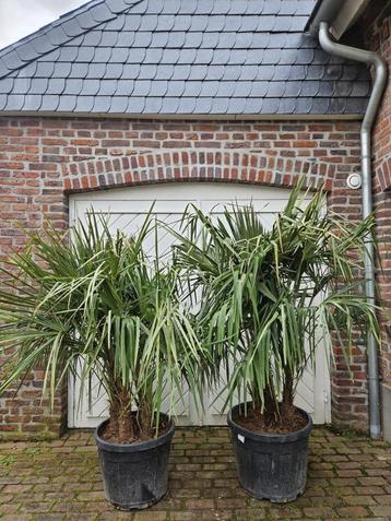 AANBIEDING : WINTERHARDE TRACHYCARPUS FORTUNEI