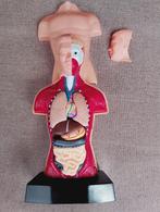 Anatomie torso met uitneembare organen ect, Ophalen of Verzenden