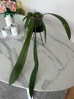 Anthurium Vittarifolium, Huis en Inrichting, Kamerplanten, Ophalen, Overige soorten, Minder dan 100 cm