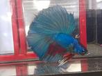 Halfmoon betta man, Dieren en Toebehoren, Vissen | Aquariumvissen, Vis