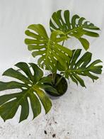 Monstera, variegata, Deliciosa, green on green, kamerplant, Overige soorten, In pot, Minder dan 100 cm, Groene kamerplant