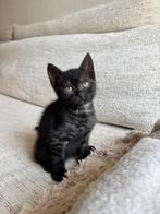 Britse korthaar kittens smoked, Dieren en Toebehoren, Meerdere dieren, Ontwormd, 0 tot 2 jaar