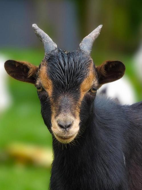 Prachtige dwerg bokjes te koop aangeboden, Dieren en Toebehoren, Schapen, Geiten en Varkens, Geit, Mannelijk, 0 tot 2 jaar