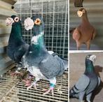 Gezocht, Dieren en Toebehoren, Meerdere dieren