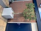 Olijfboomnin grote grijze pot, Overige soorten, Lente, Minder dan 100 cm, Ophalen