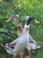 Mooie gekuifde loopeenden kuif baly eenden, Meerdere dieren, Eend