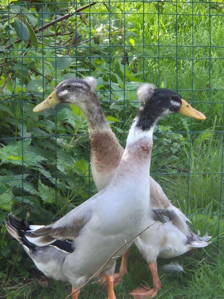 Mooie gekuifde loopeenden kuif baly eenden, Dieren en Toebehoren, Pluimvee, Eend, Meerdere dieren