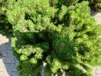 Pinus mugo Turra 50-60 cm planthoogte te koop!, Tuin en Terras, In pot, Halfschaduw, Minder dan 100 cm, Zomer