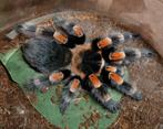 Tarantula red knee, Dieren en Toebehoren, Insecten en Spinnen, Spin of Schorpioen