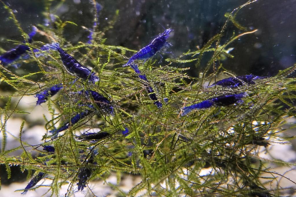 Blue Diamond Garnalen - Neocaridina denticulata, Dieren en Toebehoren, Vissen | Aquariumvissen, Kreeft, Krab of Garnaal, Zoetwatervis