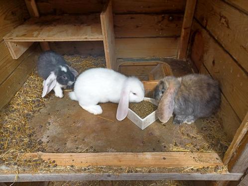 hangoor konijnen franse en dwerg, Dieren en Toebehoren, Konijnen, Groot, Meerdere dieren, Hangoor