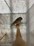 Split charcoal zebravinken, Dieren en Toebehoren, Vogels | Overige Vogels, Meerdere dieren