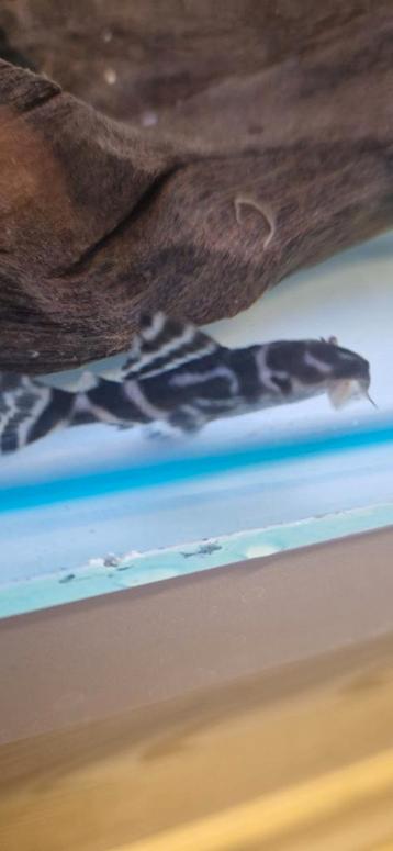 Jonge L236bs beschikbaar voor biedingen