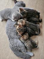 Britse korthaar Kittens😻, Kater, Ontwormd, 0 tot 2 jaar