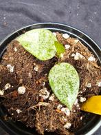 Zeldzame hoya lacunosa 'Moonshine ' nr 1, Overige soorten, In pot, Minder dan 100 cm, Bloeiende kamerplant