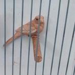 Roodmus pheao pop 2025, Dieren en Toebehoren, Vrouwelijk