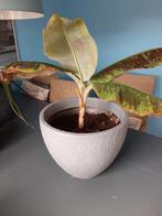 Musa dwarf bananenplant (48 cm), Ophalen, Overige soorten, Minder dan 100 cm