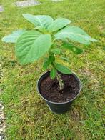 Brugmansia plant, Ophalen, Zomer, Overige soorten, Halfschaduw