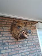 Wild zwijn groot, Ophalen, Zo goed als nieuw, Wild dier, Opgezet dier