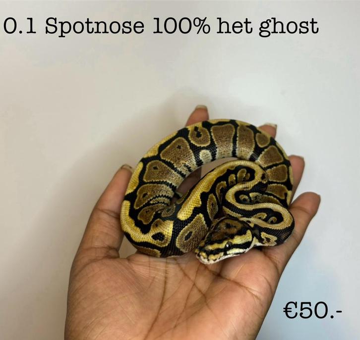 0.1 Spotnose 100% het ghost NK24, Dieren en Toebehoren, Reptielen en Amfibieën, Slang, 0 tot 2 jaar