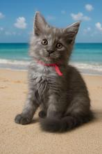 Maine Coon kittens met stamboom, Meerdere dieren, Met stamboom