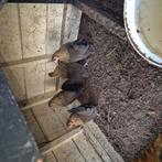 Hollandsekriel  trio, Dieren en Toebehoren, Pluimvee, Meerdere dieren, Kip