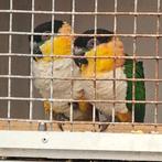 Bewezen koppel zwartkop caiques, Dieren en Toebehoren, Meerdere dieren