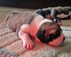 Boerboel pups Ysterberg Mastiff, Dieren en Toebehoren, Overige rassen, 8 tot 15 weken, Meerdere, Meerdere dieren