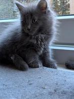 Maine Coon kittens, Dieren en Toebehoren, Katten en Kittens | Raskatten | Langhaar, Meerdere dieren, Gechipt, 0 tot 2 jaar
