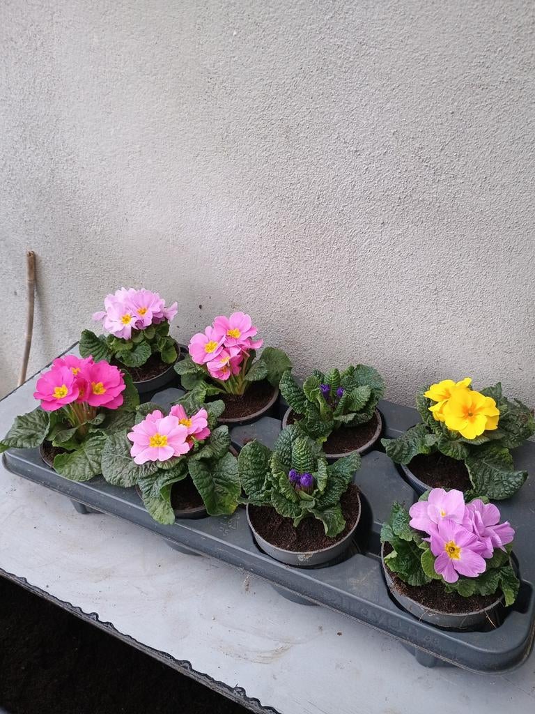Te koop diverse Primula s, Ophalen, Overige soorten, Volle zon