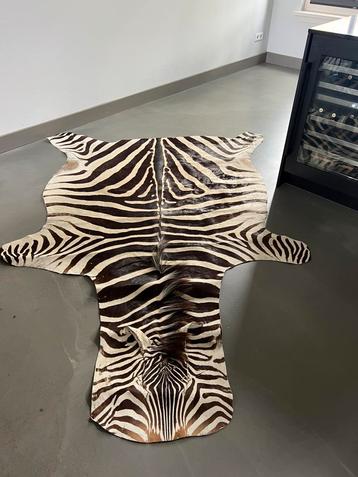 Burchell zebrahuid zebravel zebravacht zebrakleed zebra huid beschikbaar voor biedingen