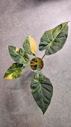 Alocasia Regal Shield Aurea Variegata knolletjes, Ophalen of Verzenden, Overige soorten, Minder dan 100 cm