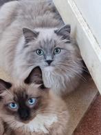 Prachtige Ragdoll Kittens, Meerdere dieren, 0 tot 2 jaar