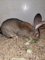Raszuivere vlaamse reus, Dieren en Toebehoren, Konijnen, Mannelijk, Groot