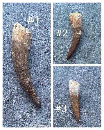 Plesiosaur tanden beschikbaar voor biedingen