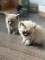 Britse korthaar, Dieren en Toebehoren, Katten en Kittens | Raskatten | Korthaar, Kater, Ontwormd