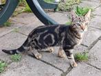 Drie poesjes te koop., Poes, Kortharig
