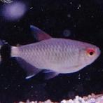 Moenkhausia sanctaefilomenae, Vis