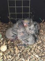 Jonge grasparkietjes en catherina parkietjes, Dieren en Toebehoren, Vogels | Parkieten en Papegaaien, Meerdere dieren, Parkiet