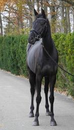 Springpaarden gezocht 3 tot 5 jaar!!, Dieren en Toebehoren, Merrie
