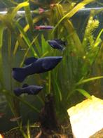 Mannelijke Black Molly, Dieren en Toebehoren