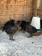 Auam cemani haantjes, Dieren en Toebehoren, Geslacht onbekend, Kip
