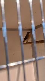 Citroenborst edelzanger, Dieren en Toebehoren