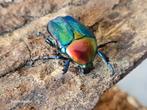 Protaetia speciosa jousselini, Overige soorten